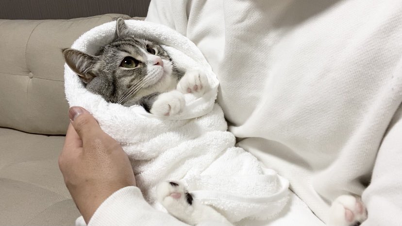 【画像】おくるみに包まれた猫が可愛すぎる【スコティッシュフォールド】のサムネイル画像