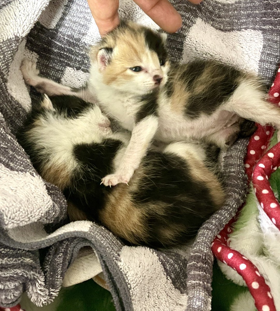 Twoucan 森永みるく 私の可愛い子猫ちゃん 出ました Morimilmil Twoucan 森永みるく 私の可愛い子猫ちゃん 出ました Morimilmil