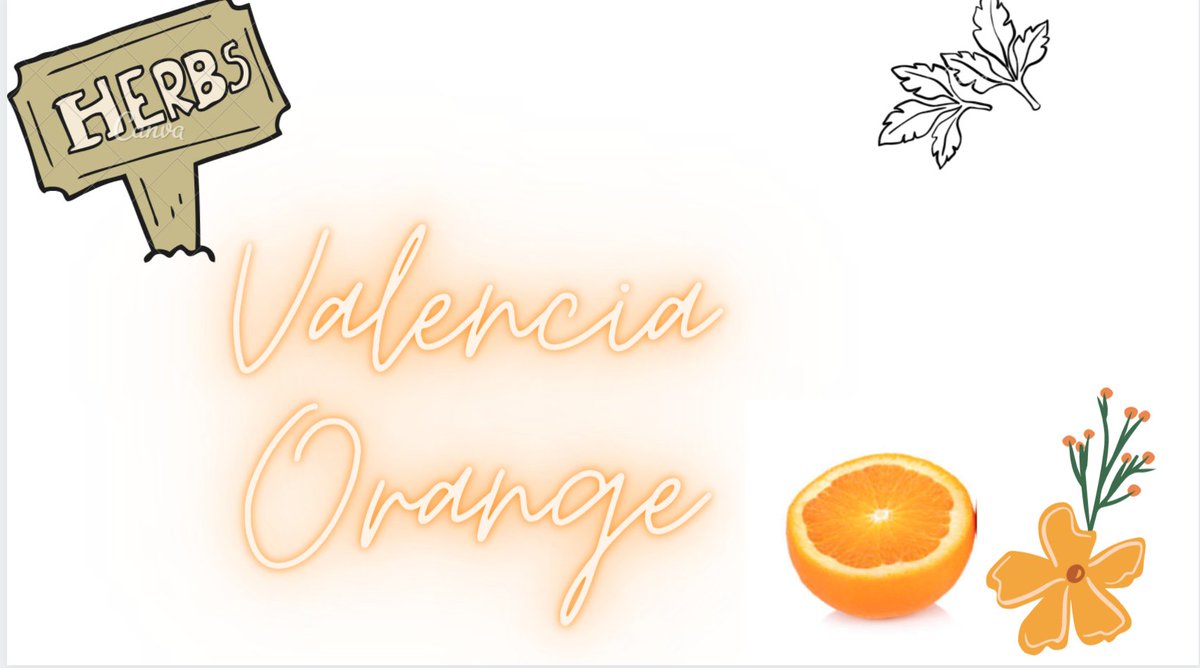 lf_herbify's tweet photo. Our gummies are made 100%  from Chinese herbs and we also blend Valencia flavor in them. Valencia oranges are juicy and have the perfect ratio of sweet-tart flavor making them taste refreshing and balanced. https://t.co/hae2chq8bh