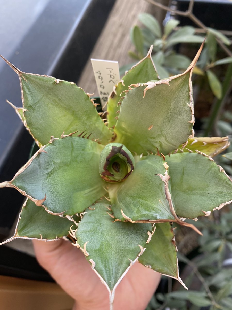 ナンバーワン錦