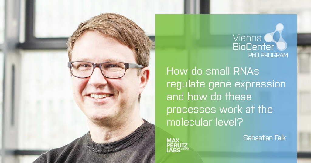 The Falk lab @TheBrainOfPinky <a href="/MaxPerutzLabs/">Max Perutz Labs Vienna</a> is offering a position in the current call of the Vienna BioCenter PhD Program. Check our website for more information on Sebastian's work. #RNAprocessing #StructuralBiology #smallRNAs
vbcphd.at
<a href="/univienna/">Universität Wien</a> <a href="/MedUni_Wien/">MedUni Wien</a>