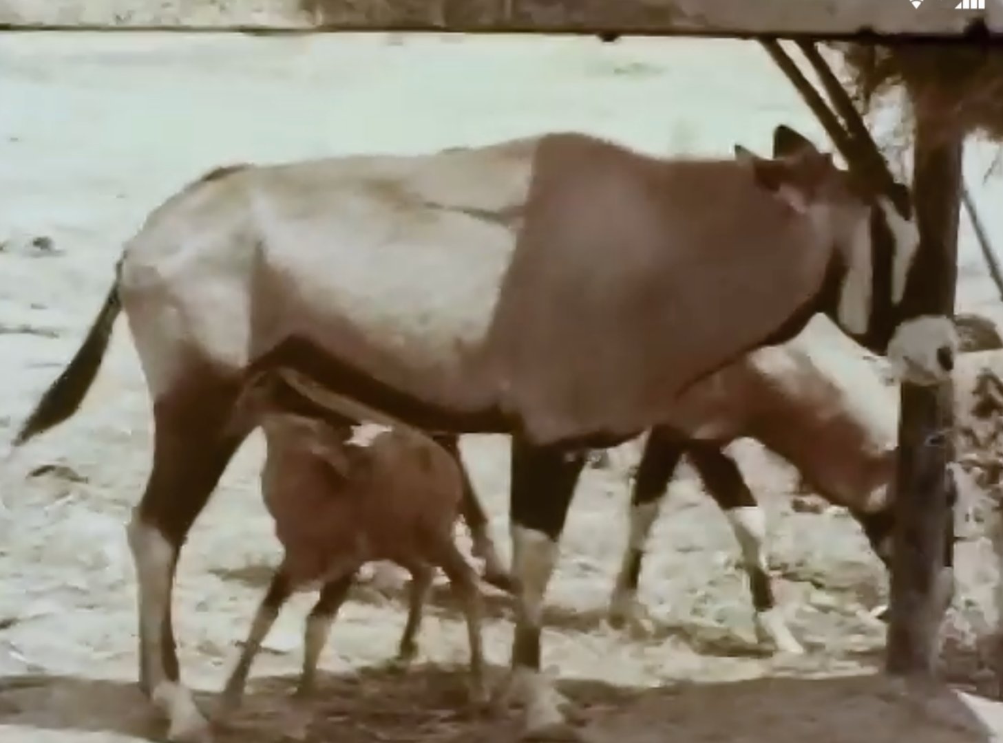 飼育動物史 トミカンサファリ 昭和の秋吉台サファリランドコレクション ゲムズボック シフゾウ T Co Ovt8qemmco Twitter