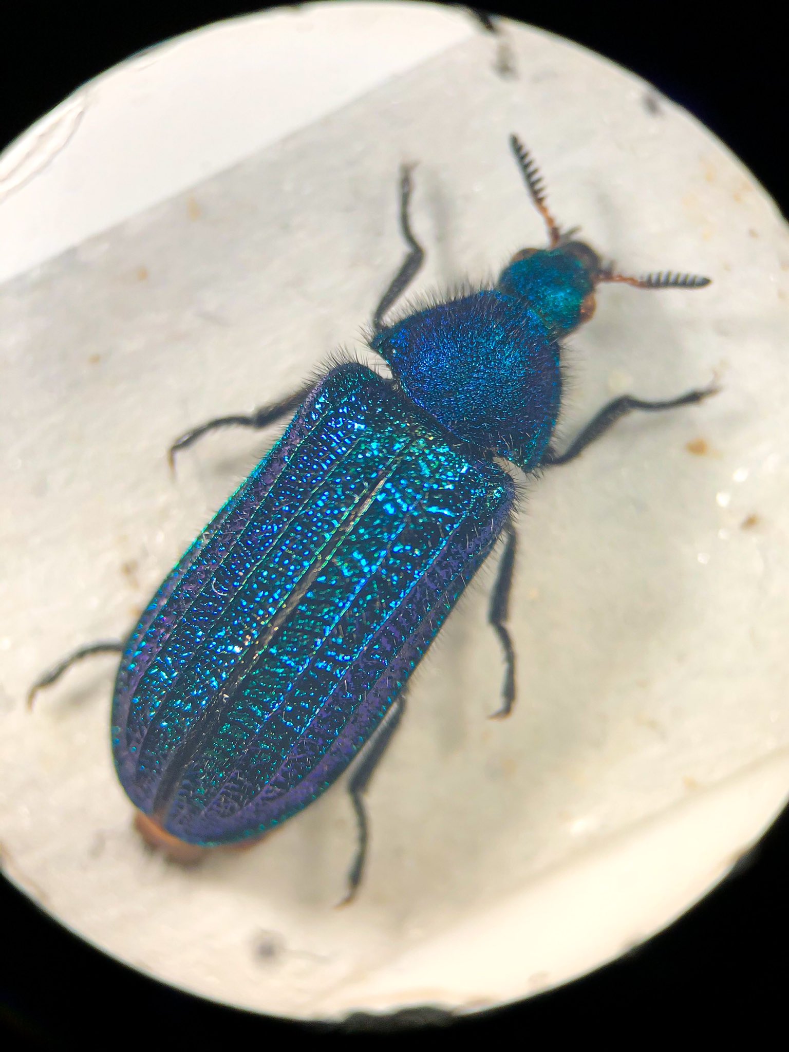 Keiki Fukui 福井敬貴 Melyris Abdominalis キラキラに輝くカッコウムシ科の美麗種 T Co Yrahxhermn Twitter