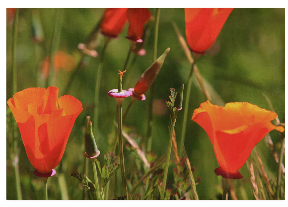 kandy-hurley.pixels.com/featured/cup-o… #California #poppies #californiapoppies @kandyhurley