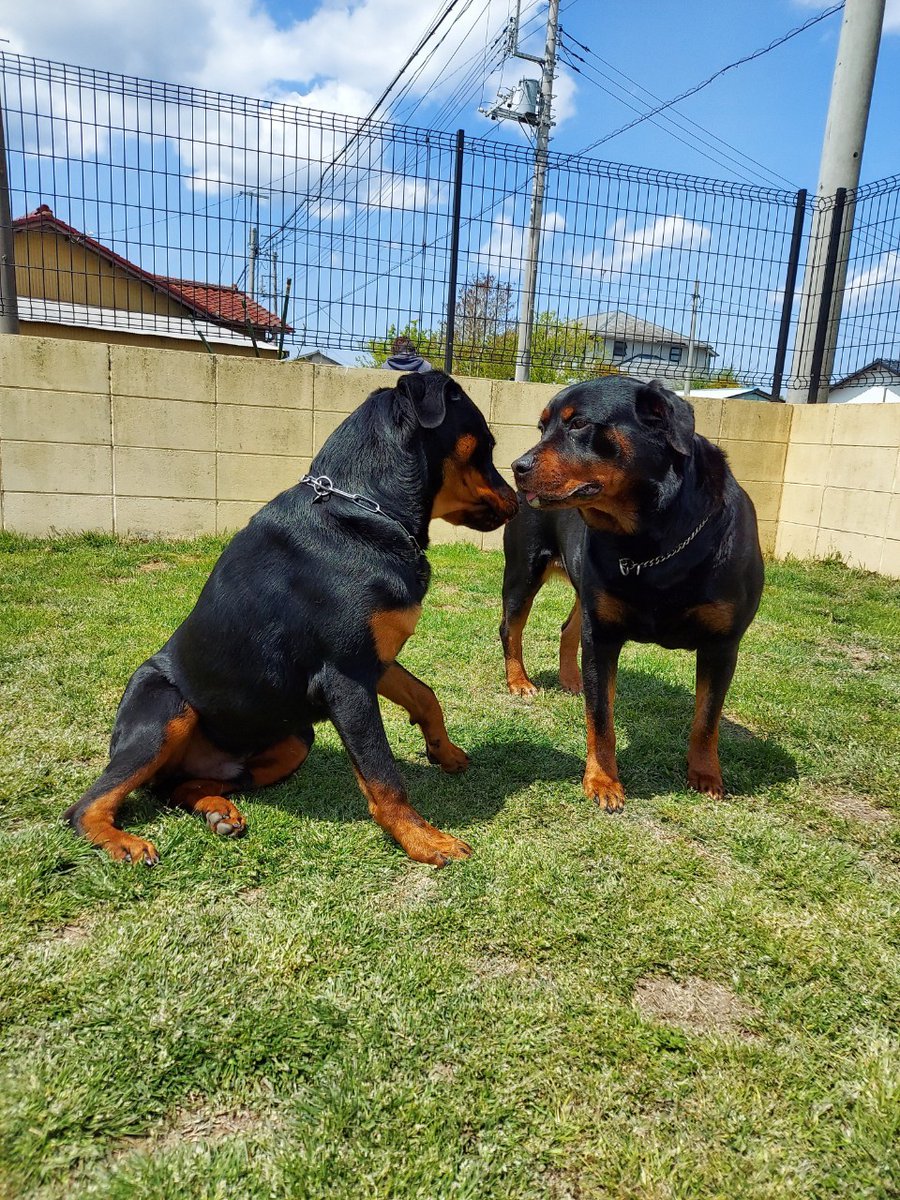 訓練犬 訓練犬