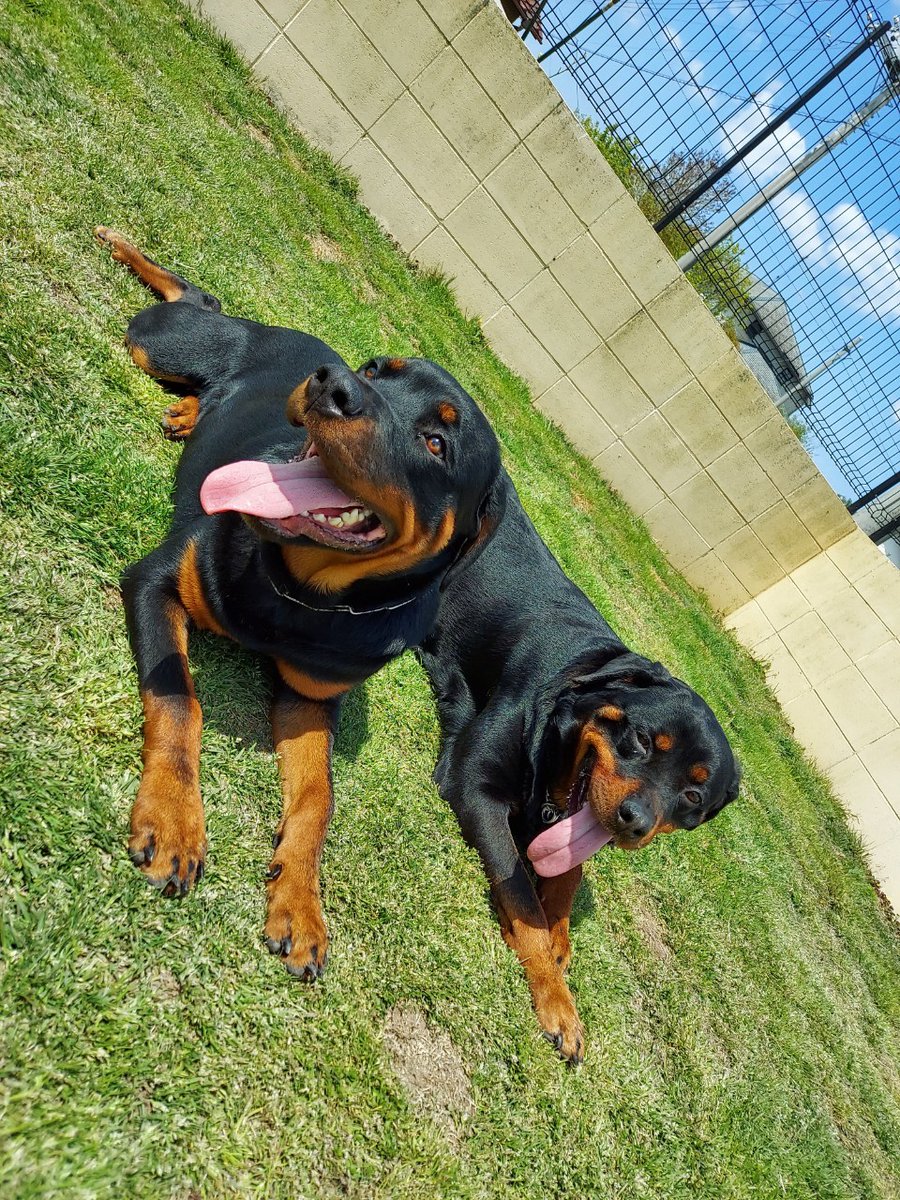 訓練犬 訓練犬