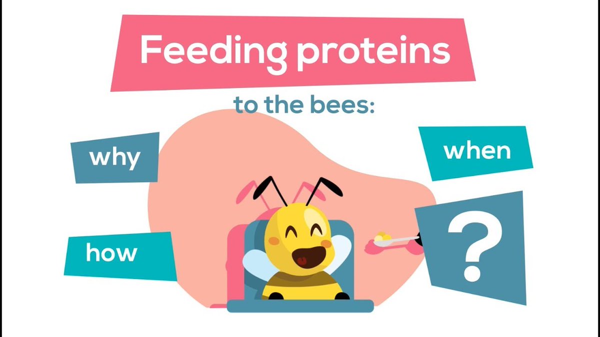 🐝 In the survival kit of a bee, 2 ingredients.

➤ Honey because it contains #sugar.
➤ Pollen because of the #proteins.

💪 What is the use of protein for #bees? :)
Made with our favourite illustrator, <a href="/BRITOBenjamin/">Benjamin BRITO</a>.

🔗bit.ly/31MmV8m