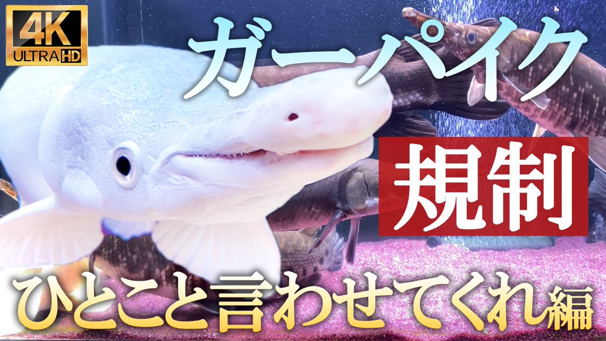 アリゲーターガー アリゲーターガー
