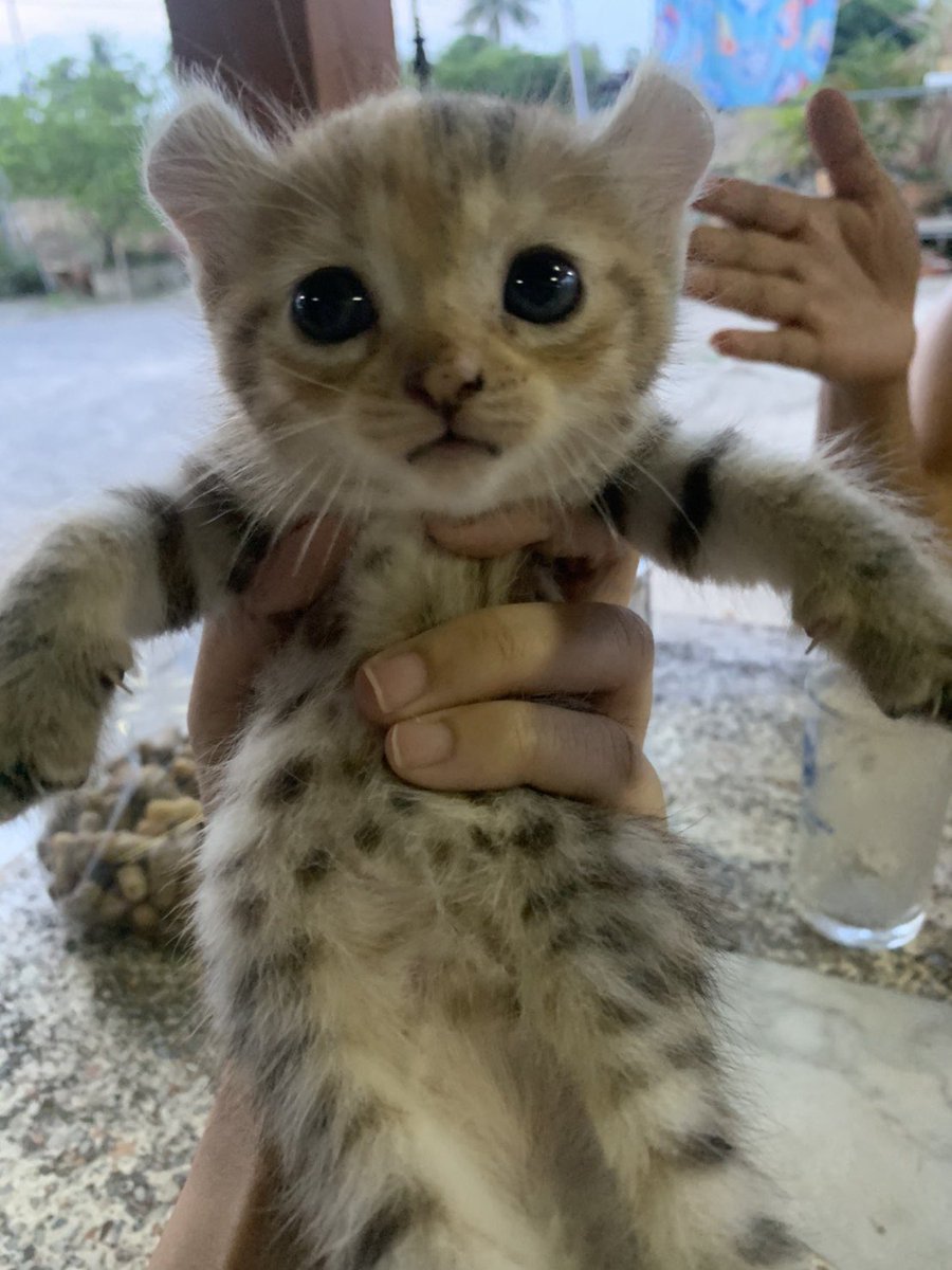 ลูกแมวที่บ้านญาติพี่น่ารักมากกกกกกกกกฮือออออนุ้งเหมินเสือเรยแงๆๆๆๆๆนุ้กเสือเร้กตาแป๋ว หูดีด