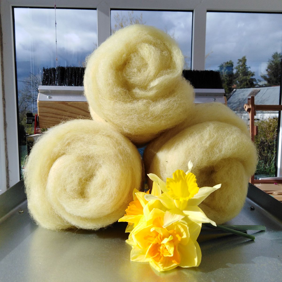 Images of how I transfer colour from flowers to fleece.  I used my garden daffs for the first time.  I don't know why I never tried them before. #dyeingwithnature #naturaldyeing #colourfromplants #choosewool #burrenlowlands