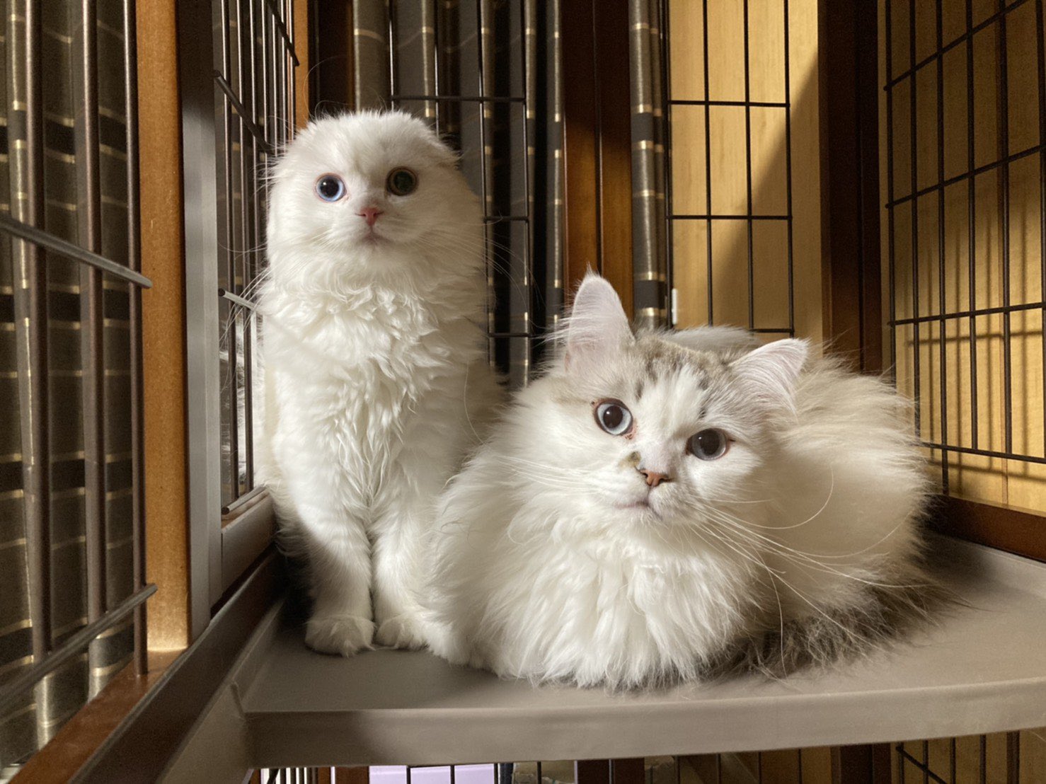 西又葵 Aoi Nishimata 仲良すぎ若手猫2匹 大 大福 小 あられ 西又家の猫https T Co Miwb0vktz7 Twitter 西又葵 Aoi Nishimata 仲良すぎ若手猫2匹 大 大福 小 あられ 西又家の猫https T Co Miwb0vktz7 Twitter