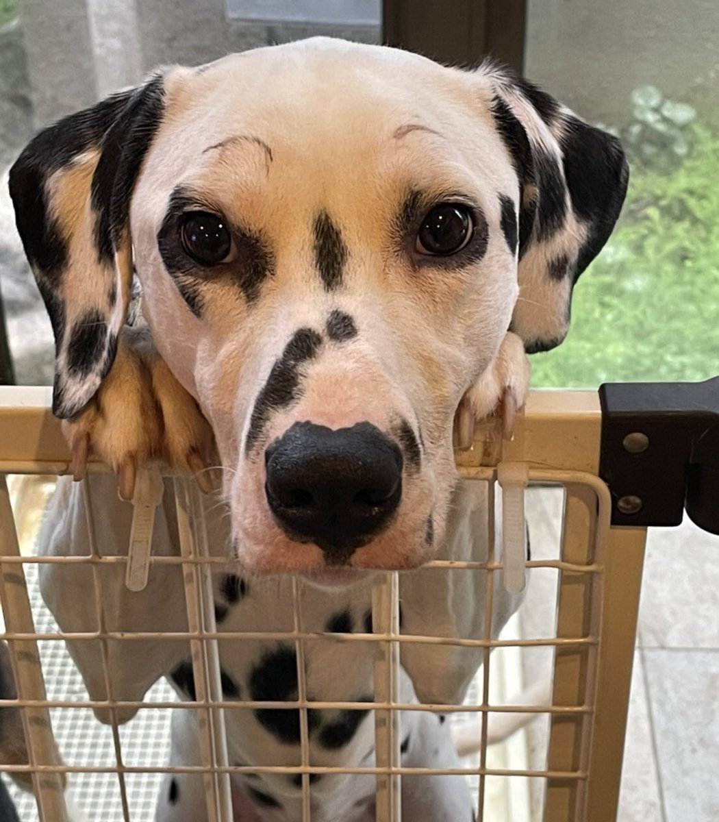 ネモ＆レオ tweet media