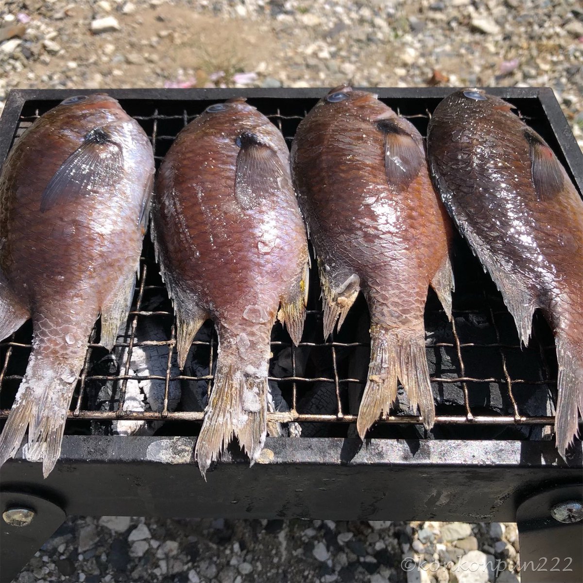 あぶってかも あぶってかも