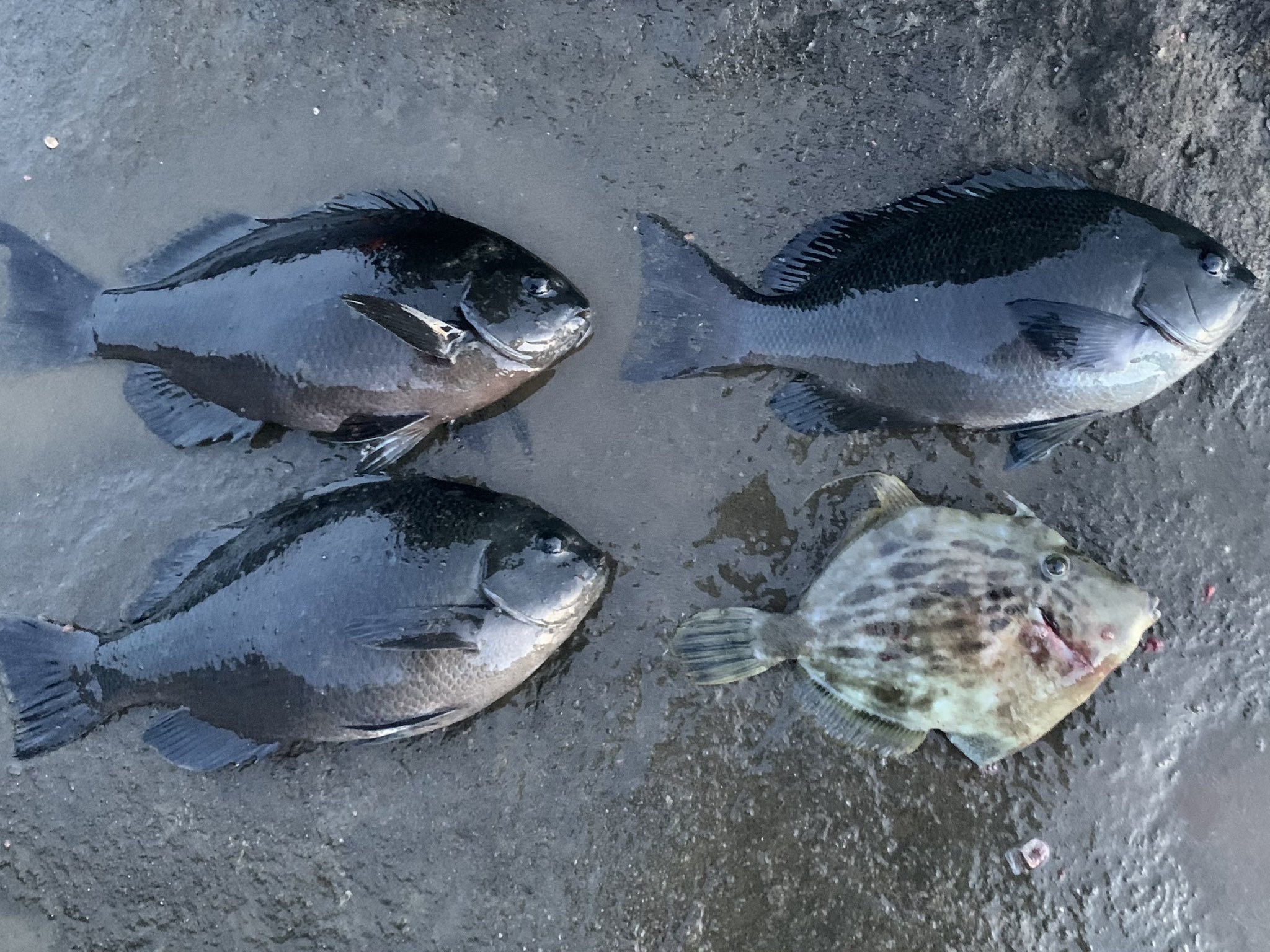 Koji 今日は朝も早よから 内房の地磯にフカセ釣りに行って来ました 朝から夕方まで餌取りの小魚さん達と戯れてあげたら海の神様からラスト1時間でご褒美を頂きました しかも 嬉しい外道のカワハギさんまで 尚 カワハギさんは会社の同期の Koji 今日は朝も早よから 内房の地磯にフカセ釣りに行って来ました 朝から夕方まで餌取りの小魚さん達と戯れてあげたら海の神様からラスト1時間でご褒美を頂きました しかも 嬉しい外道のカワハギさんまで 尚 カワハギさんは会社の同期の