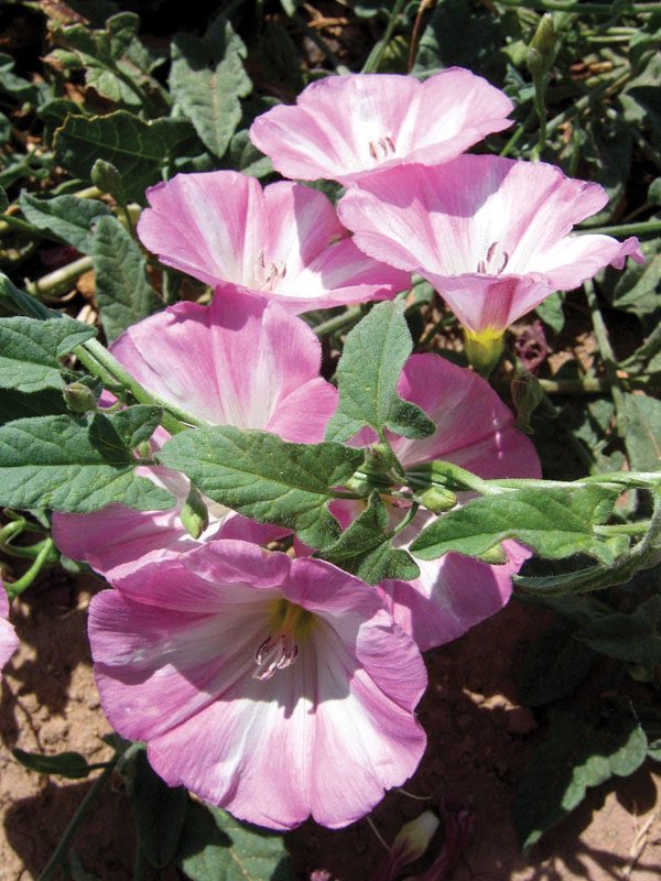 8. Convolvulaceae includes morning-glories, bindweed, and sweet potato. Usually a vine, flowers are nearly perfect circles that can pick up radio signals if pointed in the right direction.