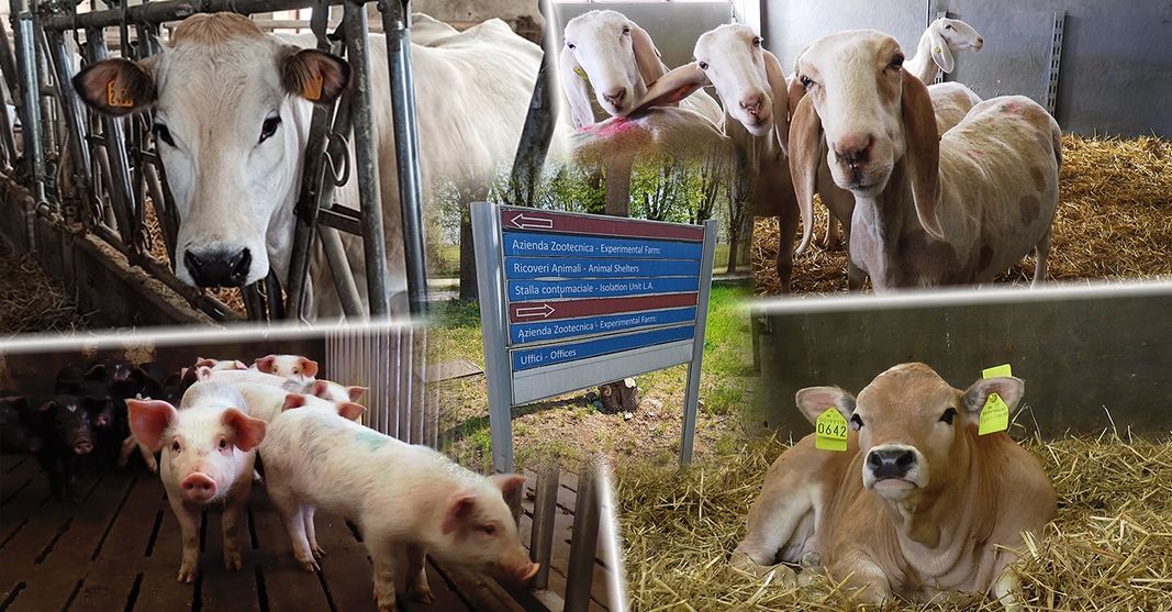 ToScienza's tweet photo. #Sciencewebfestival 14/4 h.11 @CentroScienza e Dipartimento di Science Veterinarie @unito  in un incontro dedicato alle scuole PASSEGGIANDO CON IL VETERINARIO NELLA FATTORIA DELLA SCIENZA in diretta streaming su https://t.co/pOpqzW0SYo e https://t.co/qYVjBDbNb9 #divulgaresideve https://t.co/AFVLWrXeHP