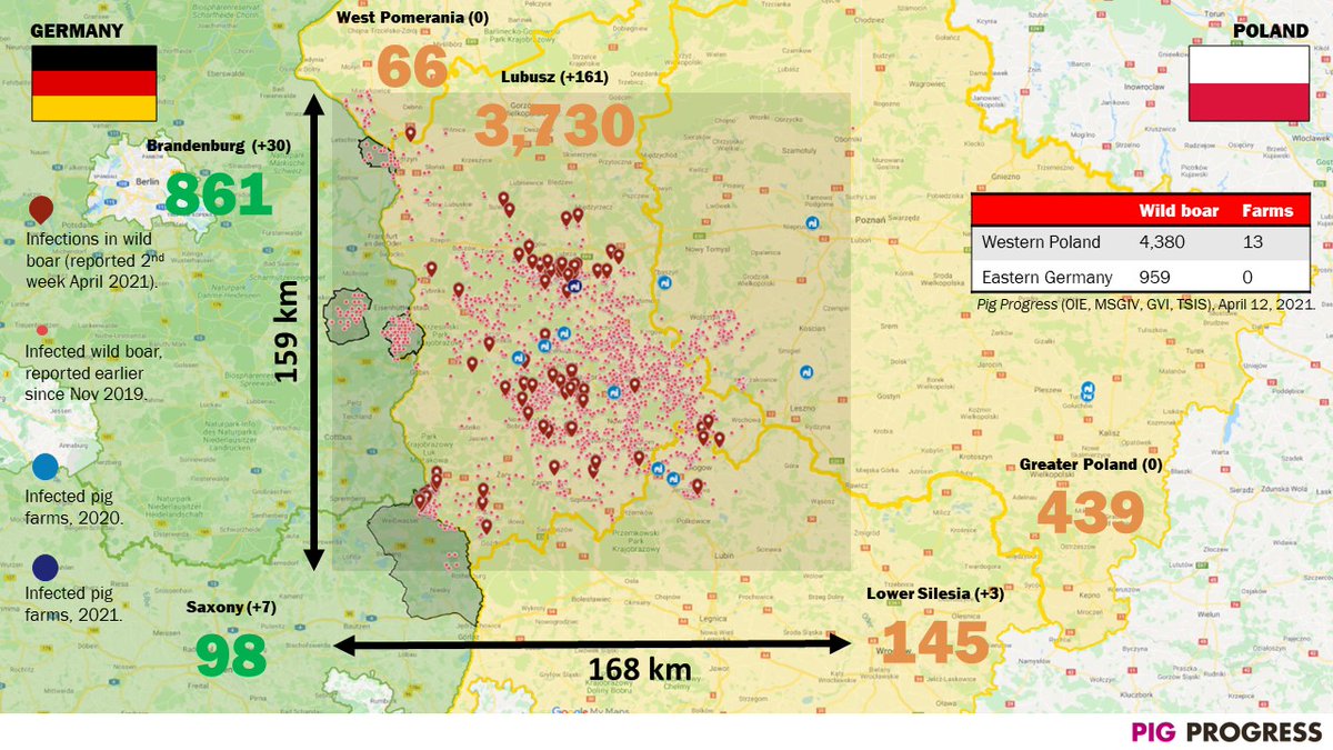 #ASF update from the border area of Poland 🇵🇱 and Germany 🇩🇪. Total amount of cases is now 5,349 infected wild #boar with African #Swine Fever, of which 959 in Germany (situation this morning 9am).

Read more in the <a href="/PigProgress/">PigProgress.net</a> overview ⏩ bit.ly/3a64RKV