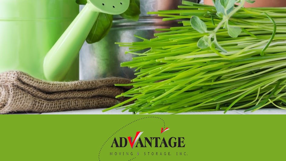 With spring just around the corner, now is the perfect time to build an in-home herb garden or salad garden. Vegetables and herbs like lettuce, basil and tomatoes grow easily in small containers and need very little upkeep.