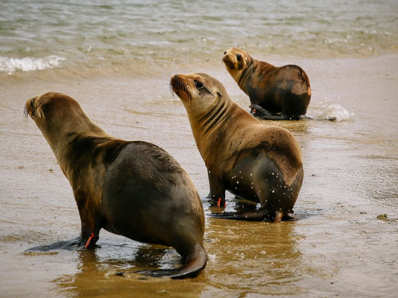 #DidYouKnow that #sealions are the only #animal able to #clap to a #beat?