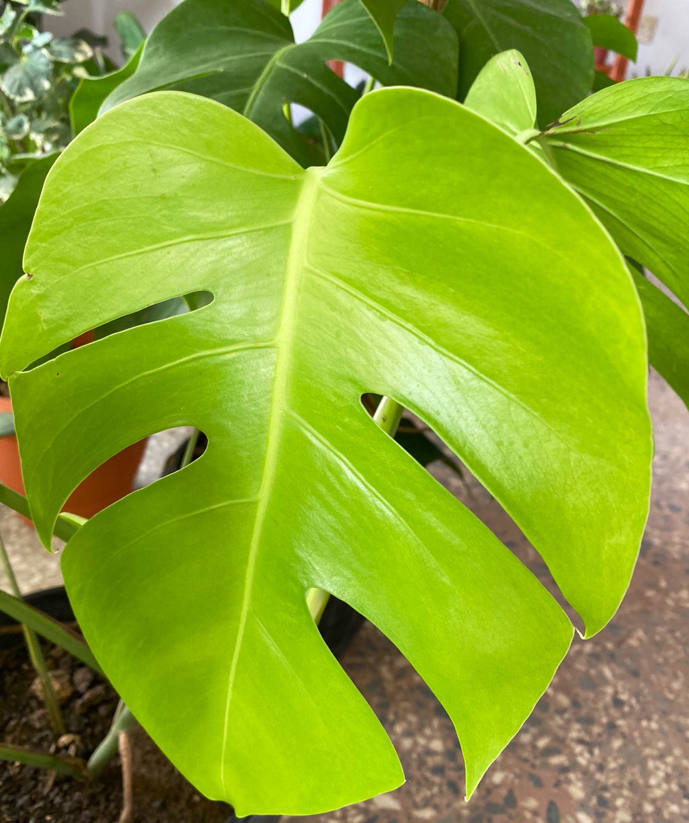 Say cheese 📸 #monsteradeliciosa 🪴

Available in different sizes and we are delivering your doorstep 😊💚

Happy #monsteramonday

#airstarfoliage #swisscheeseplant #indoorplants #plantobsessed #plantlover
#foliage #indoorplants 
#indoorplant  #plantparent #urbanjungle