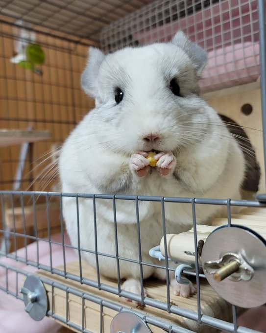 スープーシャンのtwitterイラスト検索結果 スープーシャンのtwitterイラスト検索結果