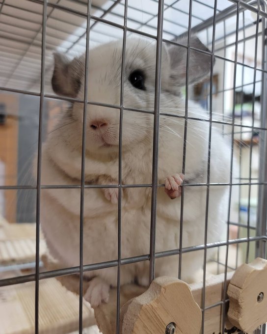 スープーシャンのtwitterイラスト検索結果 スープーシャンのtwitterイラスト検索結果