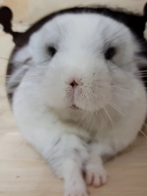 スープーシャンのtwitterイラスト検索結果 スープーシャンのtwitterイラスト検索結果