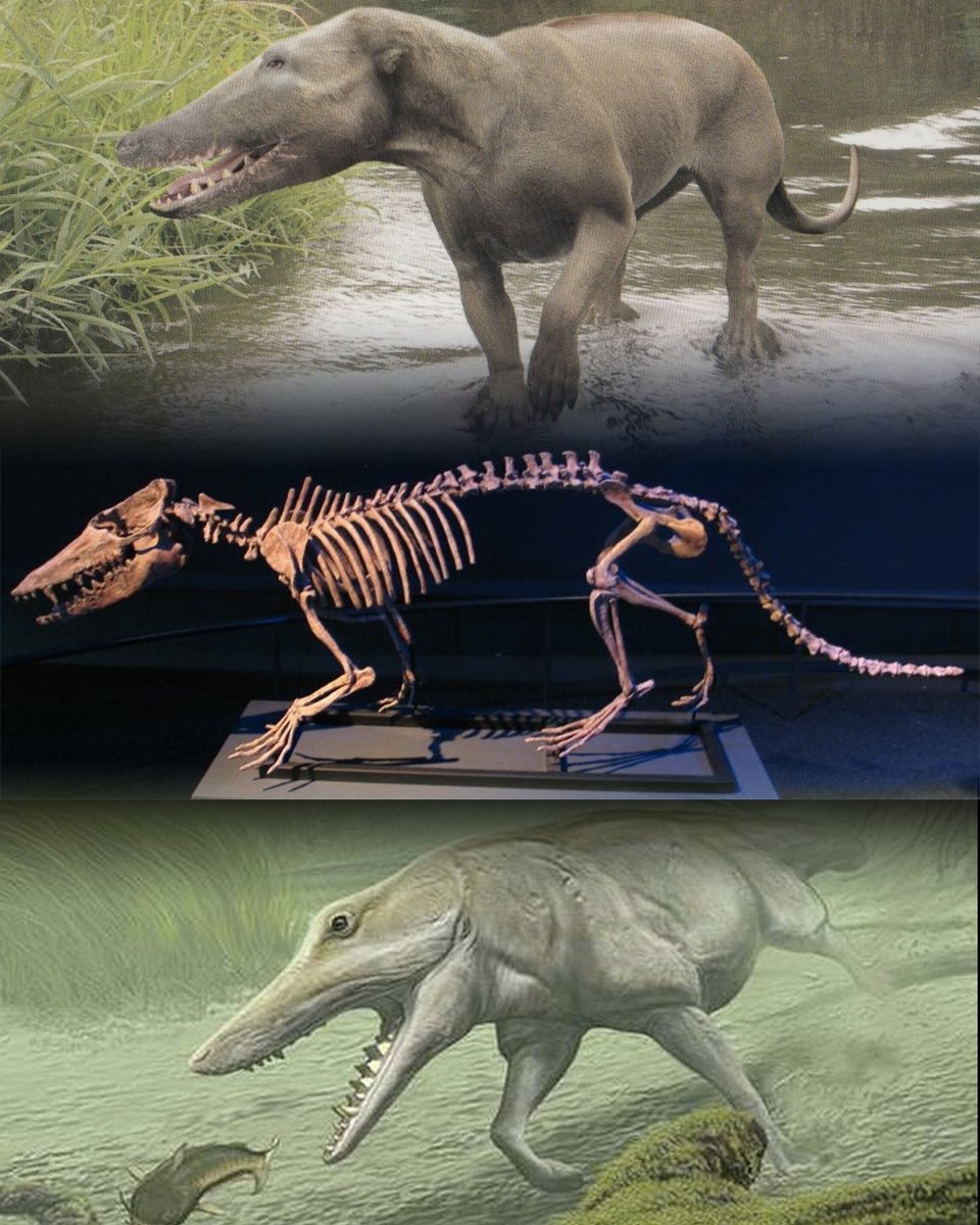 museumsound's tweet photo. The #pakicetus, a 49 million year-old cetacean, is considered the earliest known #whale. It lived on land & sea. Its skull was constructed for #underwater #hearing w/a thick auditory #bulla bone that held the #ossicles (inner #ear bones) & was sensitive to underwater sounds. https://t.co/VbSwLSE9Bb