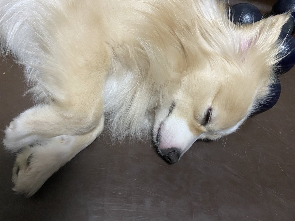 しろたん ダンベルまくら トイプードル ポメラニアン ポメプー ミックス犬 Mix犬 愛犬 犬のいる生活 犬のいる暮らし 犬のいる幸せ 犬好きさんと繋がりたい いぬのきもち いぬらぶ しろたん ダンベルまくら トイプードル ポメラニアン ポメプー ミックス犬 Mix犬 愛犬 犬のいる生活 犬のいる暮らし 犬のいる幸せ 犬好きさんと繋がりたい いぬのきもち いぬらぶ