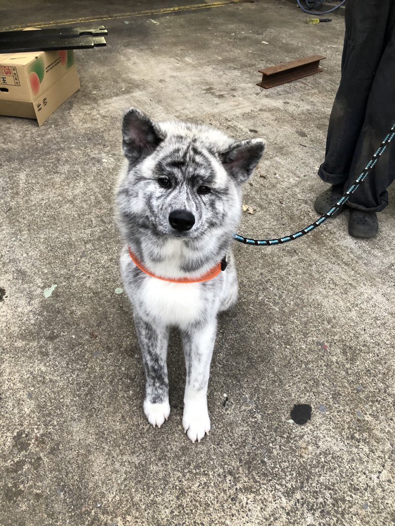 秋田犬銀ちゃんと愉快な仲間たち 何 このやる気の無さそうな銀ちゃんの座り方 で シャンプー直後の超もふもふな銀ちゃん 後ろを覗くモンちゃんと 奥から肩越しに覗き込むこめちゃん 秋田犬 秋田犬虎毛 霜降り虎 銀丸 銀ちゃん Akitainu 秋田犬銀ちゃんと愉快な仲間たち 何 このやる気の無さそうな銀ちゃんの座り方 で シャンプー直後の超もふもふな銀ちゃん 後ろを覗くモンちゃんと 奥から肩越しに覗き込むこめちゃん 秋田犬 秋田犬虎毛 霜降り虎 銀丸 銀ちゃん Akitainu