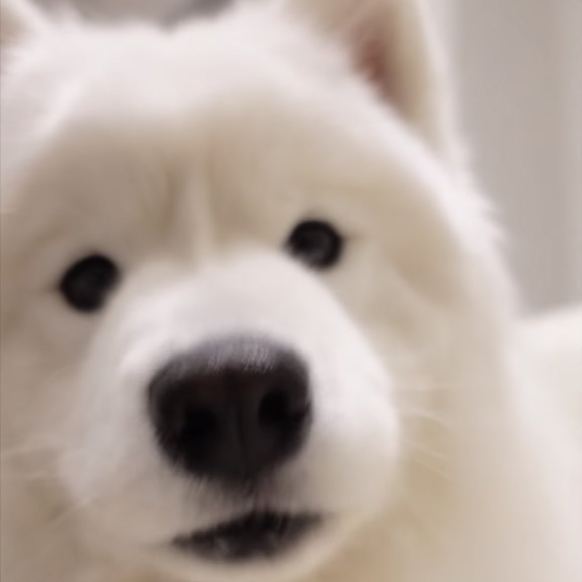 미간이 똑가태 ..    제노 너 강아지맞구ㄴ ㅏ