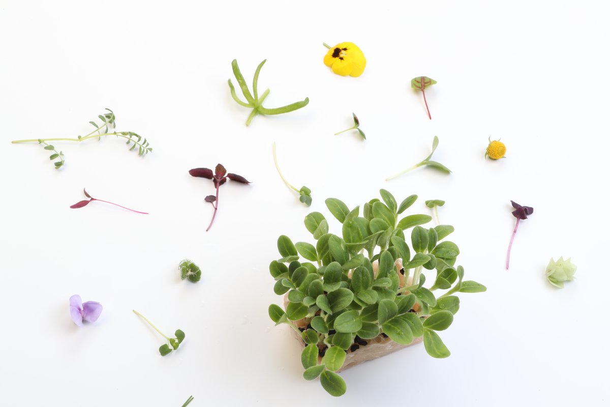 Do you want to receive our newsletter with the latest updates, introductions and stories? Sign up -> koppertcress.com/en#newsletter-… #koppertcress #newsletter