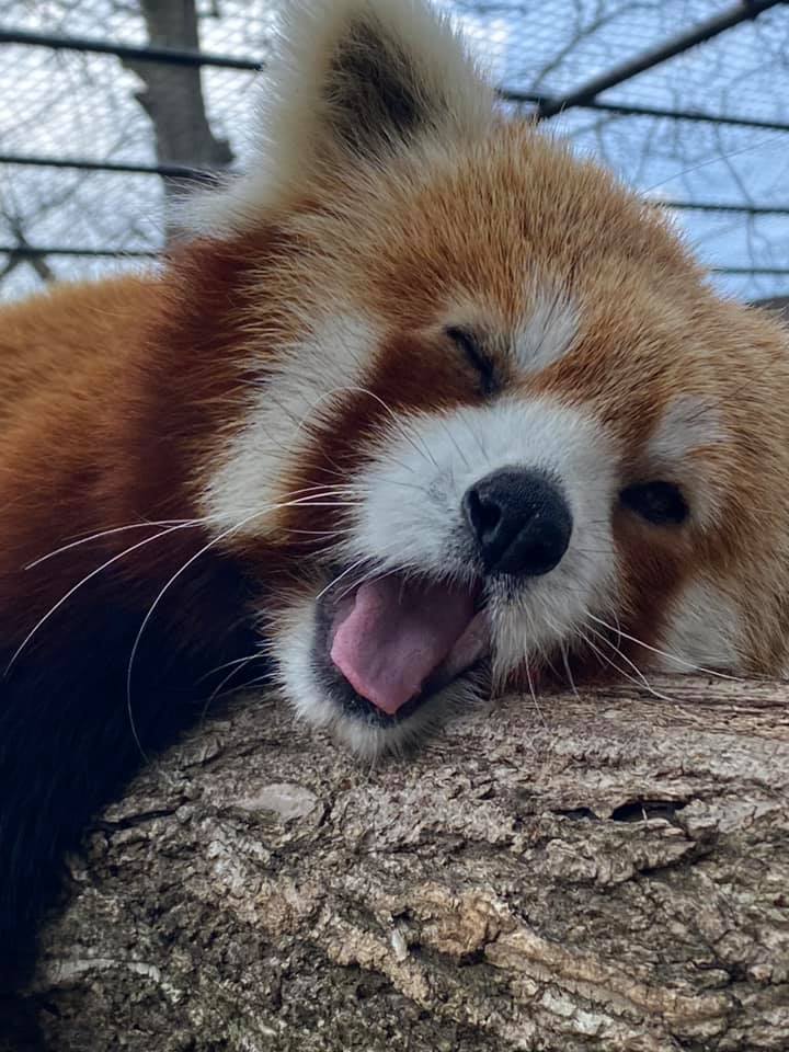 fortwaynezoo's tweet photo. A story in three parts. #MondayMood
📸Keeper Caitlin https://t.co/jPIG6xcbDj
