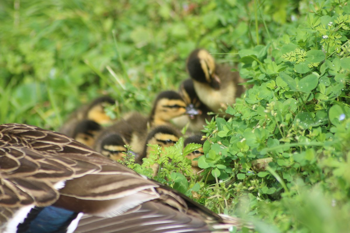 Mamma and her babies.Baby duck thread - Part 8 #TwitterNatureCommunity