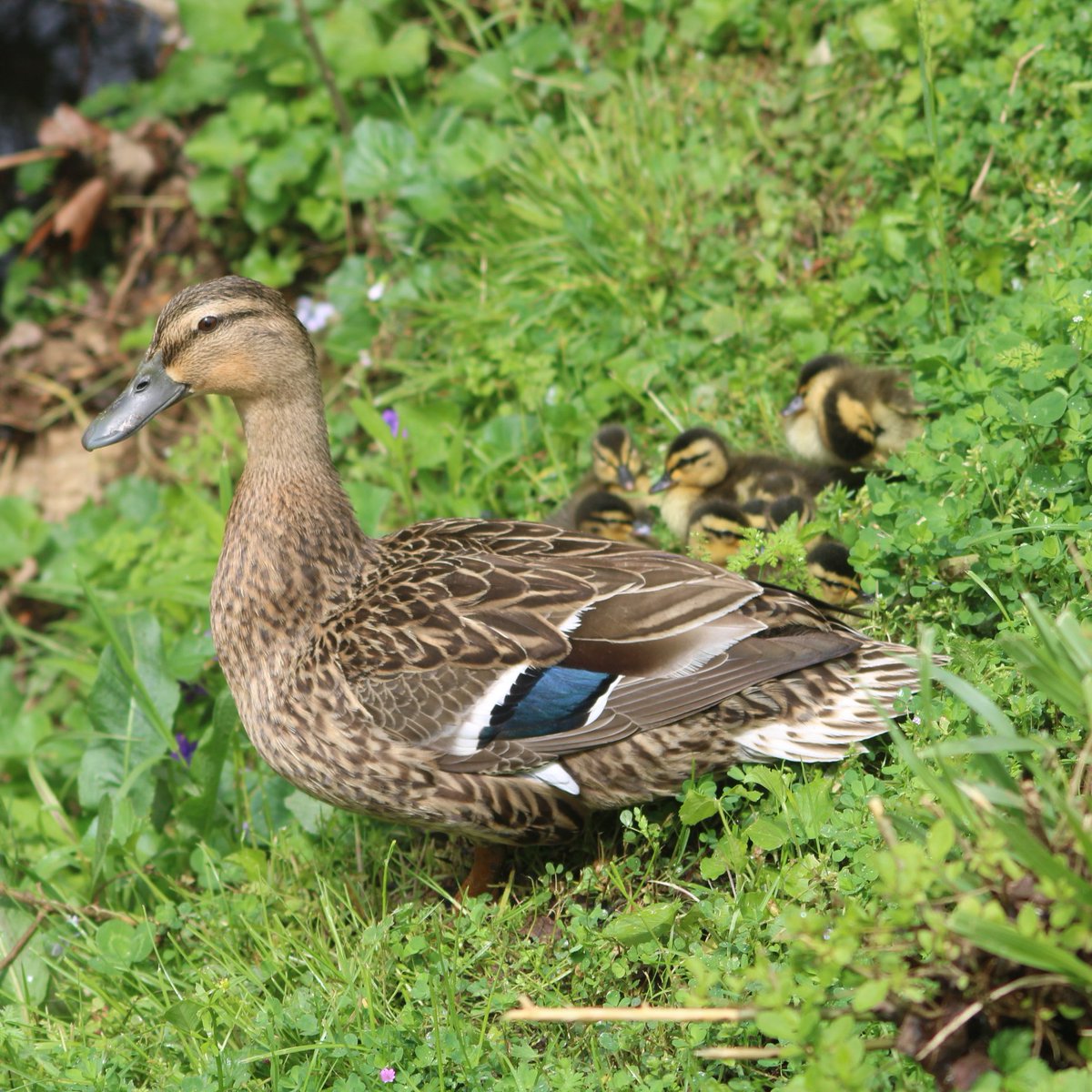 Mamma and her babies.Baby duck thread - Part 8 #TwitterNatureCommunity