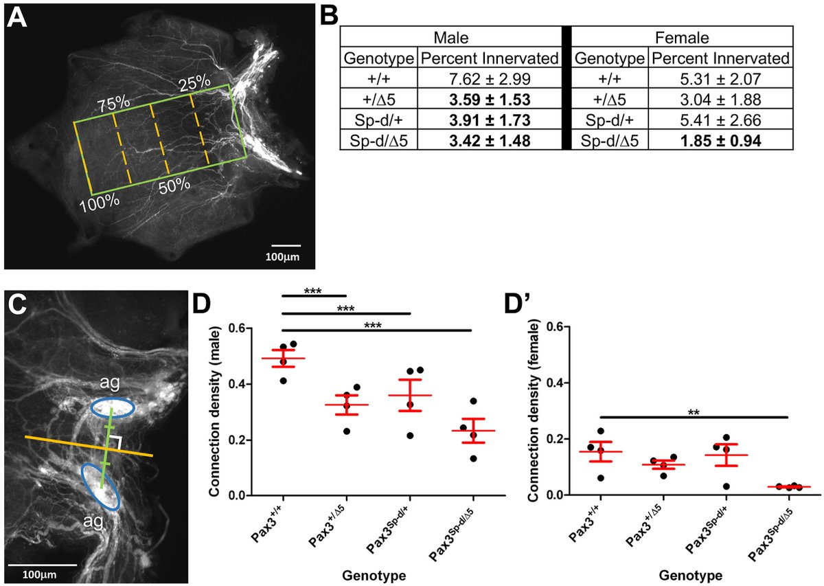 Lastly, consistent with our functional results, we found that all postnatal male mutants and some females exhibited diminished bladder wall innervation. 8/