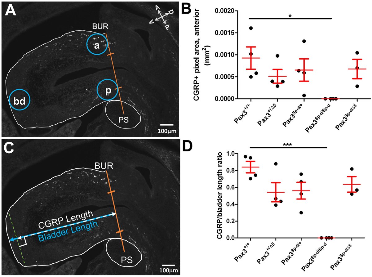 We showed that CGRP+ innervation of the bladder is severely reduced in constitutive Pax3 homozygous mutants. Additionally, neurons projected a shorter distance into the bladder in mutants as compared to WT littermates. This replicates bladder findings in patients. 5/