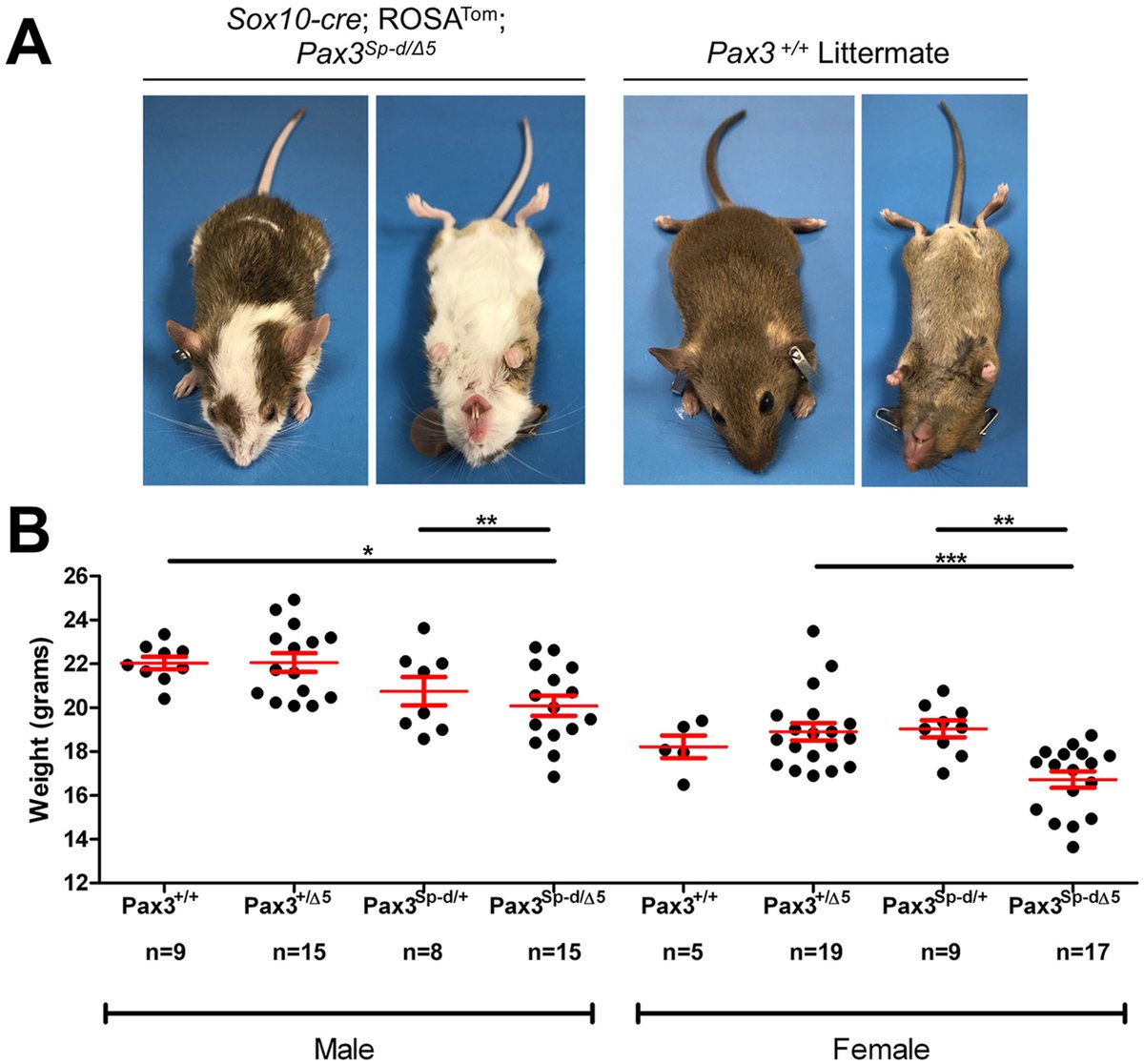 Because mouse models of  #SpinaBifida often die shortly after birth, it is difficult to study many of the lifelong complications that affect patients, like overactive bladder. By time- and lineage-restricting the causative Pax3 mutation, our mice survived up to 6 weeks of age. 6/
