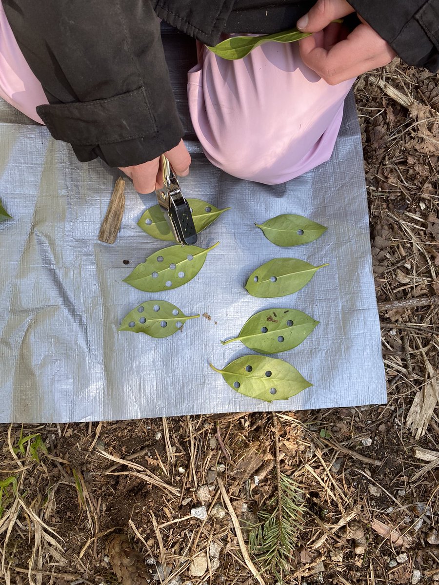 ellen_petersson's tweet photo. Outdoor learning in our beautiful forest π³π²#numeracy #playingwithnumbers #counting #leavesandholepunches #sd36learn #rayshepherd #outdoorlearning https://t.co/q2tidl5uxU