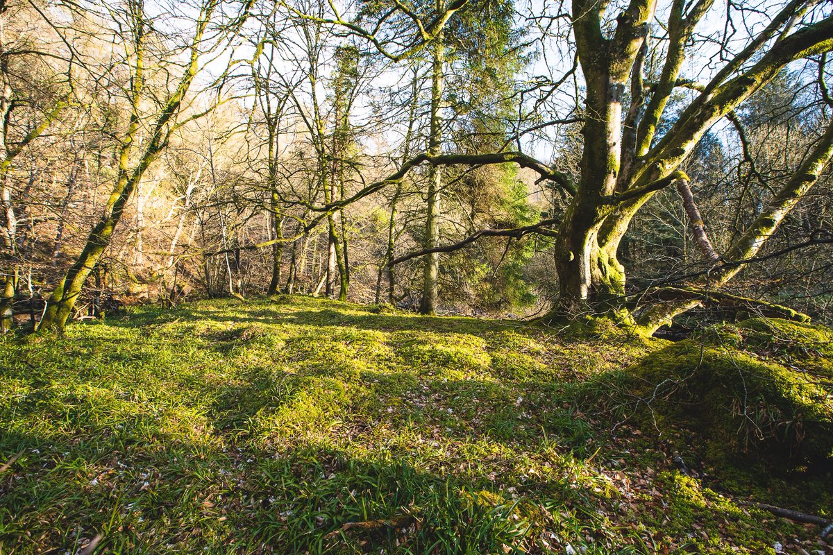 The Irthing Gorge cuts the county lines, a semi-ancient woodland, full of gnarly trees, lichens and ferns, it’s been our regular walk over the last few months. Hidden in this deeply cut valley is the Popping Stone.