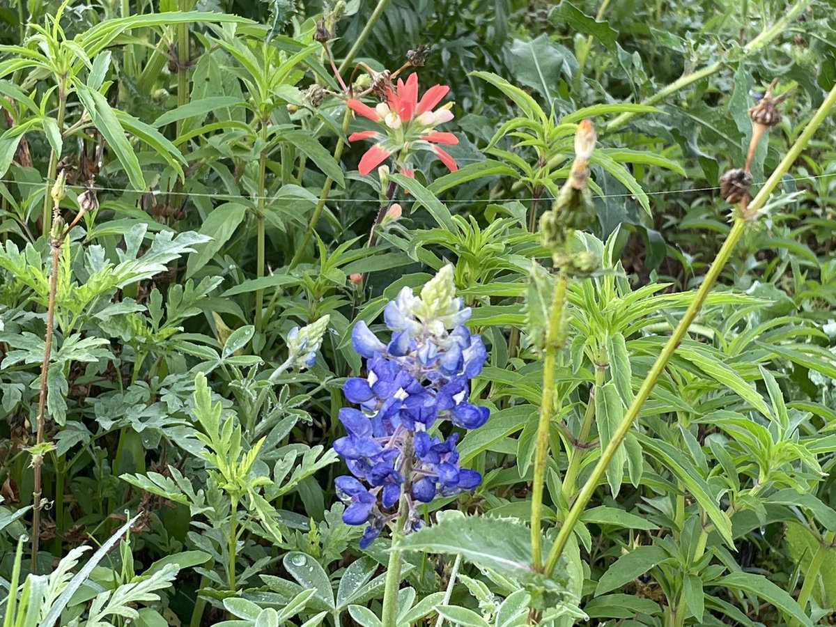 MagSciGal's tweet photo. Our gardens are bursting with blooms! We’re a very colorful bunch here at the Science Resource Center. ;-)
@CFISDScience @MagSciGal https://t.co/lLED9DhFJM