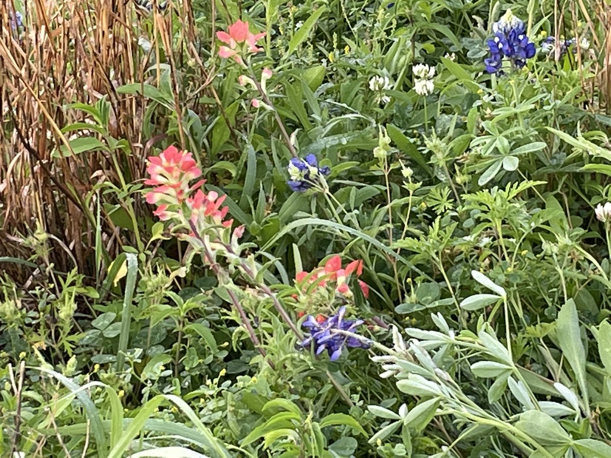 MagSciGal's tweet photo. Our gardens are bursting with blooms! We’re a very colorful bunch here at the Science Resource Center. ;-)
@CFISDScience @MagSciGal https://t.co/lLED9DhFJM