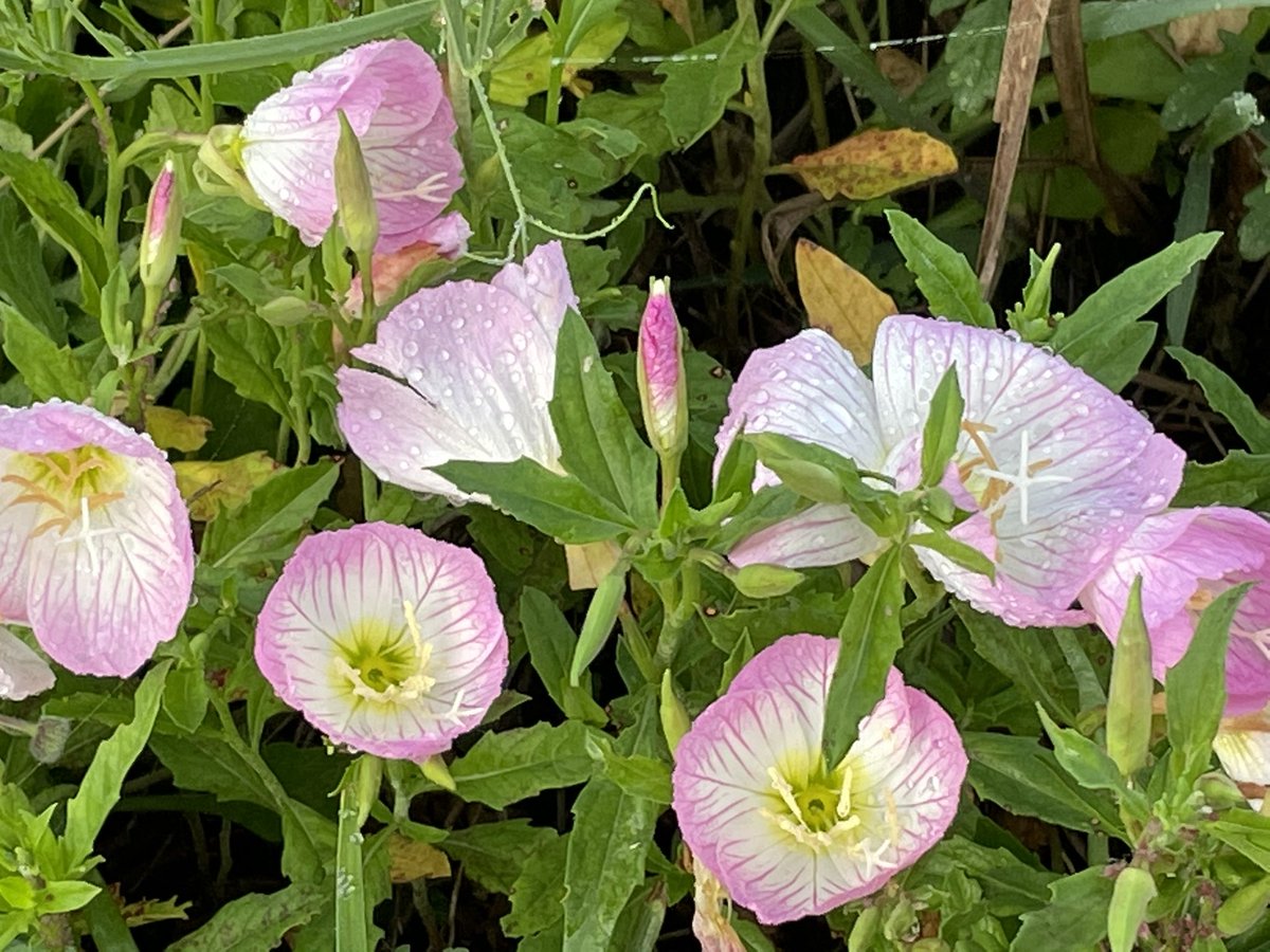 MagSciGal's tweet photo. Our gardens are bursting with blooms! We’re a very colorful bunch here at the Science Resource Center. ;-)
@CFISDScience @MagSciGal https://t.co/lLED9DhFJM
