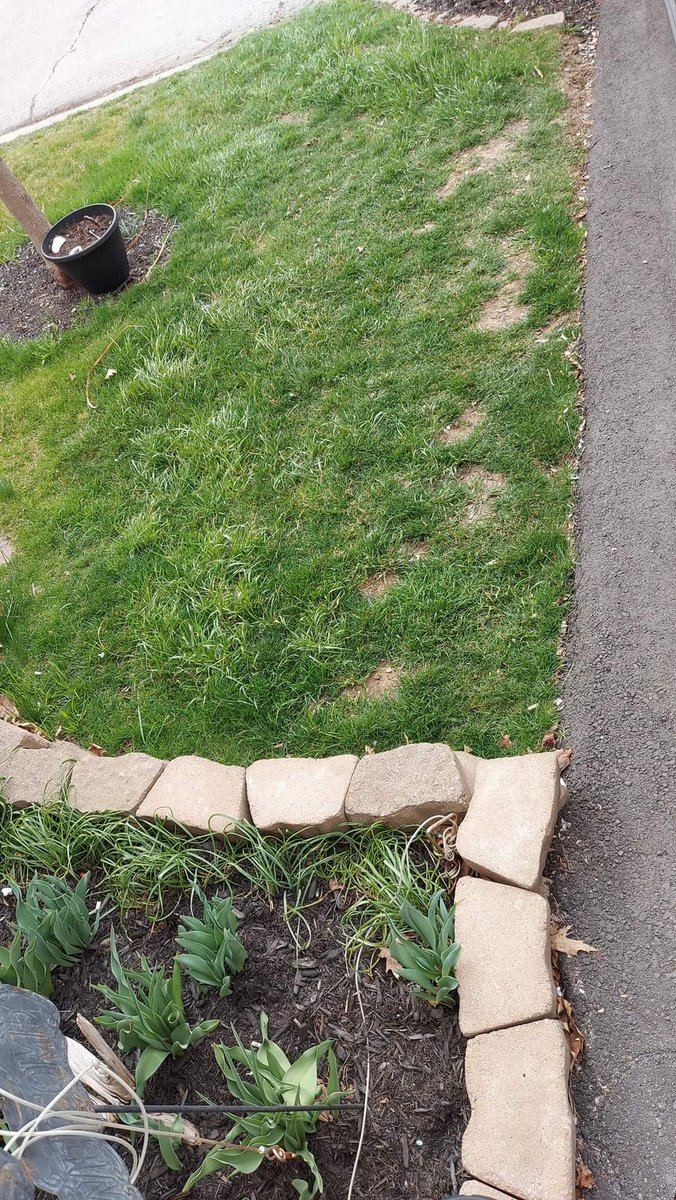 InkedDeviant's tweet photo. Five Days...๐ณ
Look At My Damn Grass.....
Almost Filled In.....!
๐ณ๐ณ
Dad Gave Me An Old Pair of Mastercraft Garden Shears...SOS Pad...Elbow Grease...Hot Water & WD40.
Grass Needs A Haircut๐คฆ๐ผโโ๏ธ๐คฃ
#greenthumb #likedad #lush #lawn #onsteroids #dutch #gardening #golfcourse https://t.co/z5KAyJHPC2