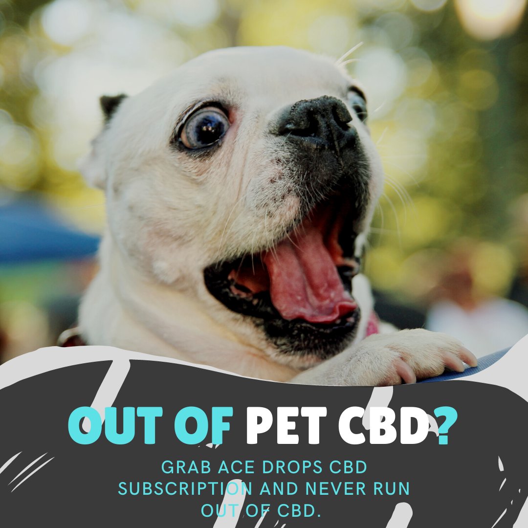 AceDropsCBD's tweet photo. Never let your CBD go empty. Grab a monthly subscriptions! ⠀
#shopAcedropsCBD #acedropscbd #CBD #CBDoil #CBDtincture #cbdcoffee #wellness #organic #naturalcbd #FullSpectrumCBD #petlover #dogsofinstagram #CBDproducts #vegan #natural #health #CBDNation #purecbd #CBDfamily #Petcbd https://t.co/bv9U4PkSOT