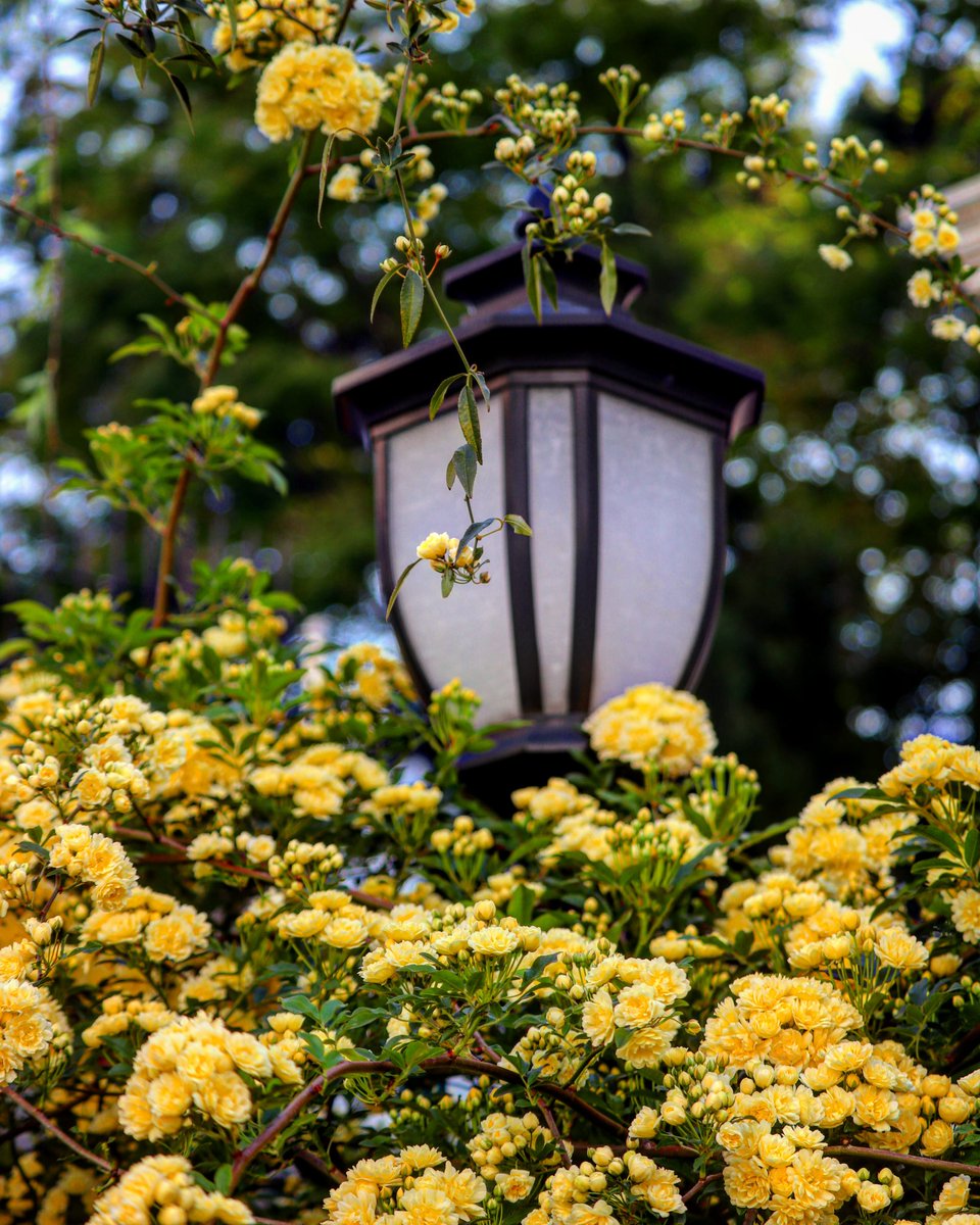 Minou32580273's tweet photo. Sweet-smelling Lady Banks' rose likes it warm💛
#YellowLadyBanksRose #Flowers
#flowerphotography
#canonphotography #ThePhotoHour https://t.co/uzZhpmGtm7