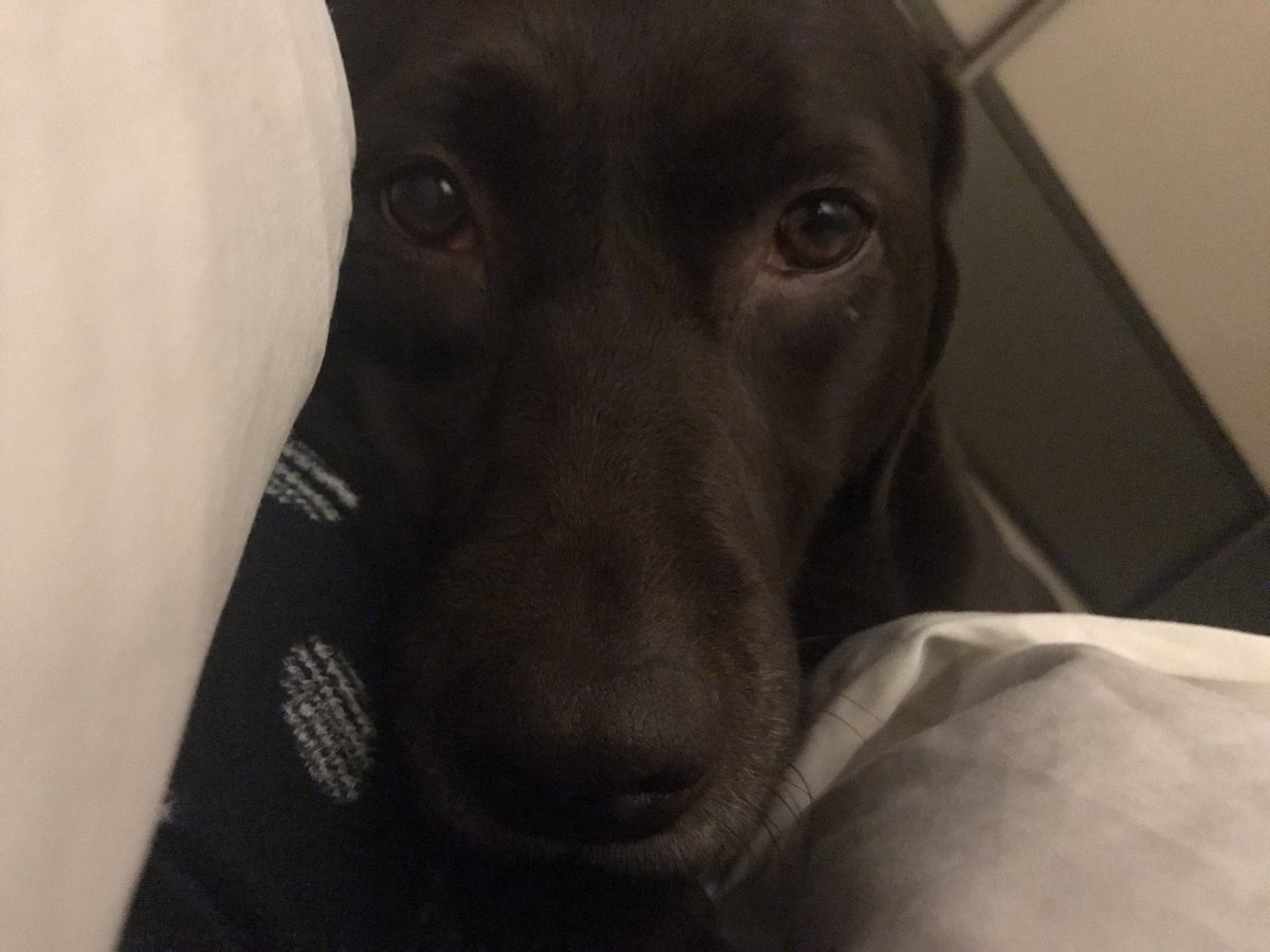 NicolaPink2's tweet photo. She can be a pain but Ruby does good cuddles when a headache drives you to an early night #browndogsrule #dogsoftwitter https://t.co/yLA39zK4I1