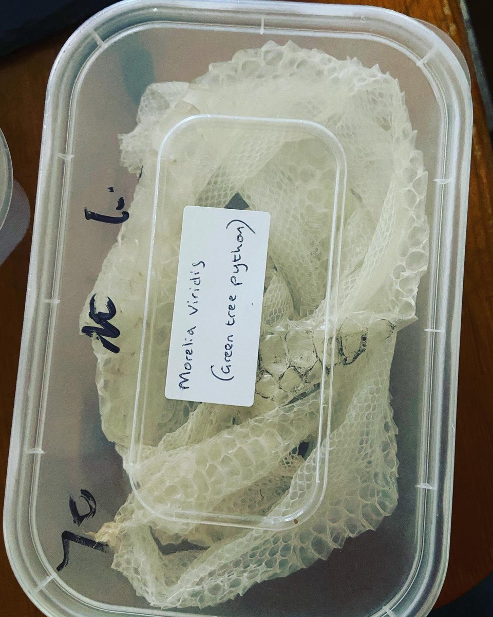 Miss_H28's tweet photo. Just acquired these from my friend for my class to explore when we come back 😊 #curiositycubeideas #year1 #year1teacher #curiositycube #snakeskin #tranchula #passionforprovision https://t.co/D3lLKTyMLZ