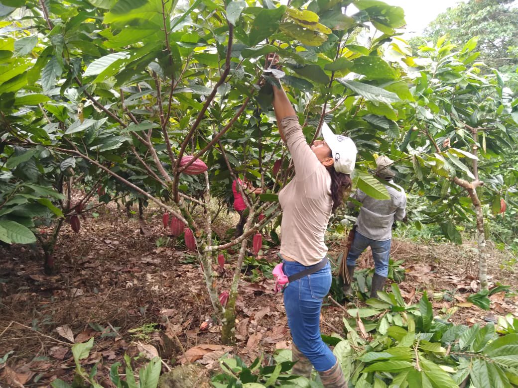 ComiteCacao's tweet photo. #2daJornadaEscuelaCacaoteraFedecacao en #PaunaBoyacá Actividad de poda Finca Altamira Vereda Moral y Loma Alta. https://t.co/LeFMb27XDd