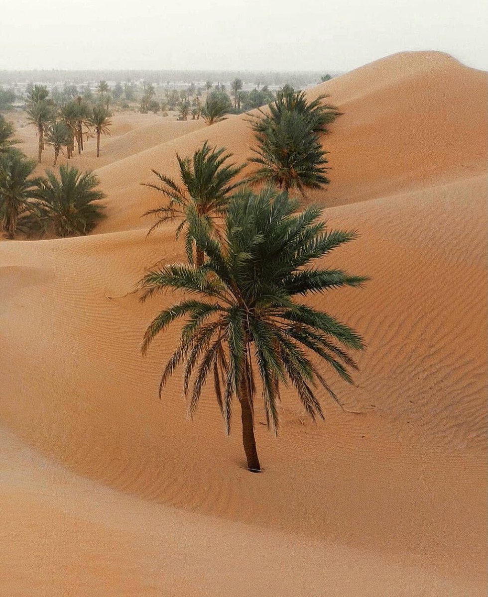TheEternalTrip's tweet photo. Désert du Sahara, Maroc 🇲🇦 https://t.co/VlC780NK3y